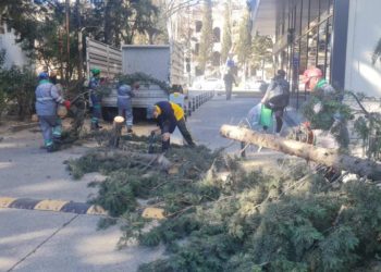 ქალი, რომელსაც თბილისში ხე დაეცა, კლინიკაში გარდაიცვალა 