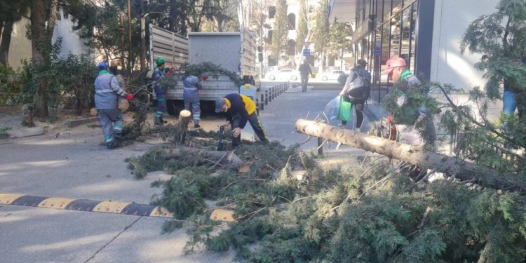 ქალი, რომელსაც თბილისში ხე დაეცა, კლინიკაში გარდაიცვალა 