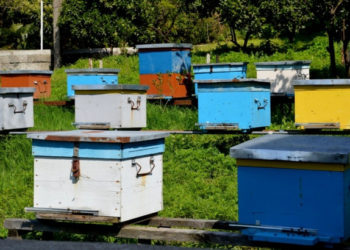 ტყეში სკების განთავსება ფასიანი გახდა – მთავრობის ახალი დადგენილება 