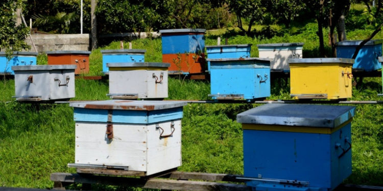 ტყეში სკების განთავსება ფასიანი გახდა – მთავრობის ახალი დადგენილება