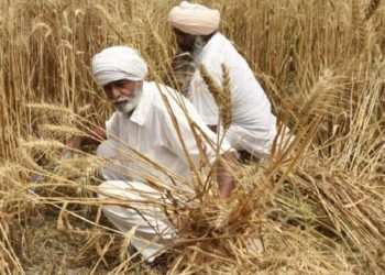 BBC: ინდოეთიდან ხორბლის ექსპორტის აკრძალვას მსოფლიოში ამ კულტურის გაძვირება მოჰყვა