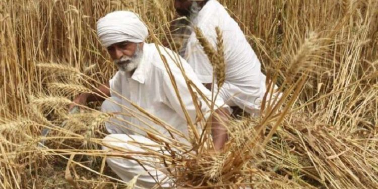 BBC: ინდოეთიდან ხორბლის ექსპორტის აკრძალვას მსოფლიოში ამ კულტურის გაძვირება მოჰყვა