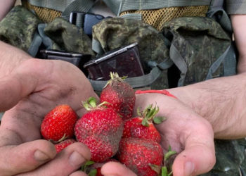 საომრად წასული ოკუპანტები უკრაინაში მარწყვის მკრეფავებად დასაქმდნენ – უკრაინული მედია 