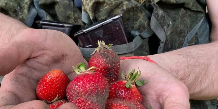 საომრად წასული ოკუპანტები უკრაინაში მარწყვის მკრეფავებად დასაქმდნენ – უკრაინული მედია 