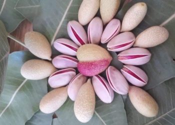 “თითქმის ყოველდღიურად ვაშენებთ ფსტის ბაღებს” – ივანე ლელაშვილი