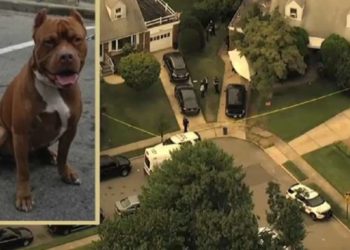 70 წლის ქართველი ქალი დაღუპული შვილის პიტბულმა მოკლა