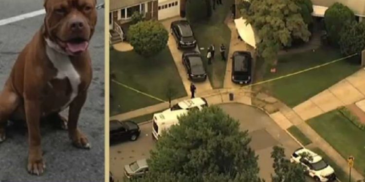 70 წლის ქართველი ქალი დაღუპული შვილის პიტბულმა მოკლა