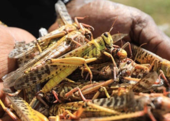 იტალიური და მაროკოული კალია – საქართველოში მავნებლის გავრცელების არეალი გაფართოვდა