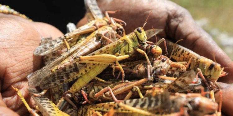 იტალიური და მაროკოული კალია – საქართველოში მავნებლის გავრცელების არეალი გაფართოვდა 