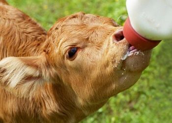 დაუშვებელია ხბოების მუდმივად სიბნელეში განთავსება – მთავრობამ ხბოს დაცვის რეგლამენტი დაამტკიცა