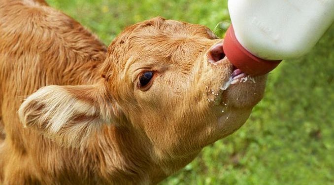 დაუშვებელია ხბოების მუდმივად სიბნელეში განთავსება – მთავრობამ ხბოს დაცვის რეგლამენტი დაამტკიცა