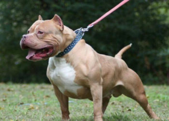 ვარკეთილში, პიტბულმა სამი ადამიანი დაგლიჯა 