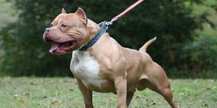 ვარკეთილში, პიტბულმა სამი ადამიანი დაგლიჯა 