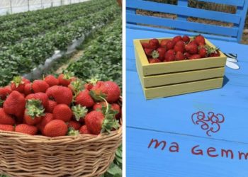 “მაგემე” – მარწყვის სასათბურე მეურნეობა, რომელიც სტუმრებს აგროტურებს სთავაზობს