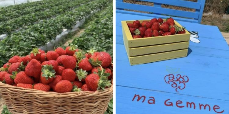 “მაგემე” – მარწყვის სასათბურე მეურნეობა, რომელიც  სტუმრებს აგროტურებს სთავაზობს