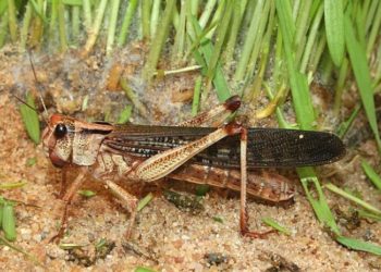 საქართველოში კალიების გავრცელების არეალი გაფართოვდა 