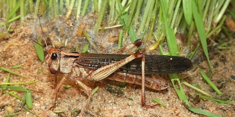 საქართველოში კალიების გავრცელების არეალი გაფართოვდა