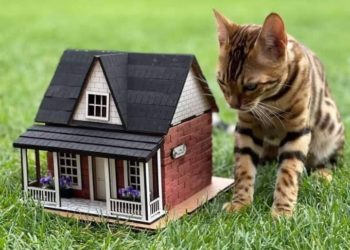 „ააშენე შენით“ – 3D კონსტრუქტორები ბავშვებისა და მოზარდებისთვის