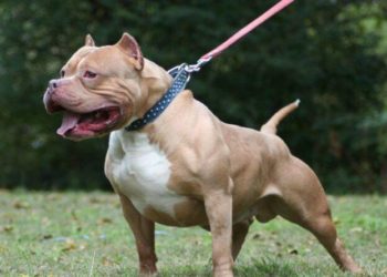 თბილისში ორი წლის ბავშვი პიტბულმა დაგლიჯა