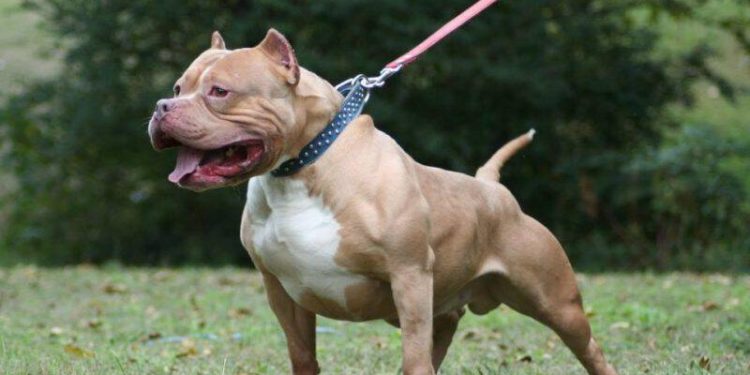 თბილისში ორი წლის ბავშვი პიტბულმა დაგლიჯა