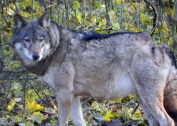 რუსთავში მგელმა ქალი დაგლიჯა