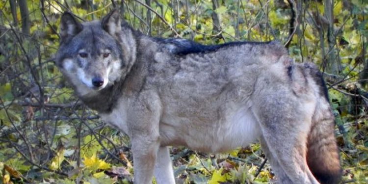 რუსთავში მგელმა ქალი დაგლიჯა