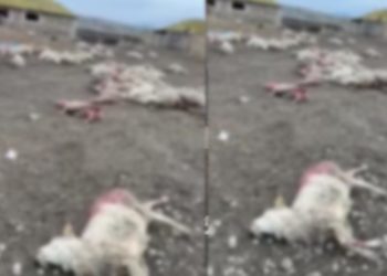 დედოფლისწყაროში, ზამთრის საძოვრებზე მგლებმა ღამით 100 სულზე მეტი ცხვარი დაგლიჯეს