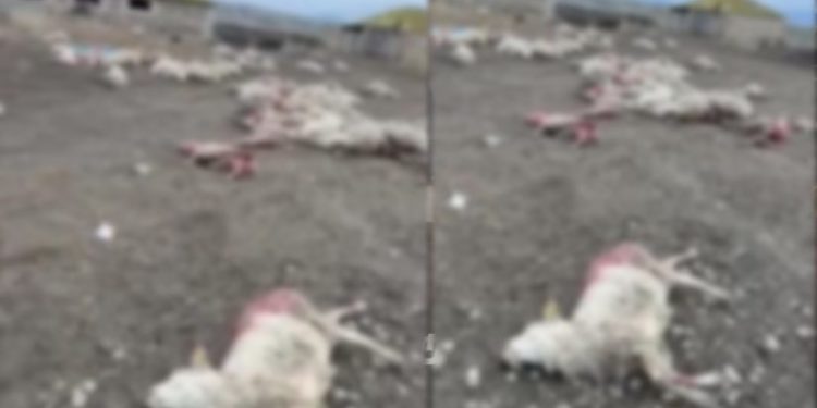 დედოფლისწყაროში, ზამთრის საძოვრებზე მგლებმა ღამით 100 სულზე მეტი ცხვარი დაგლიჯეს