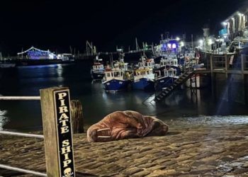 ინგლისის ერთ-ერთ ქალაქში საახალწლო ფოიერვერკი ლომვეშაპის გამო გააუქმეს