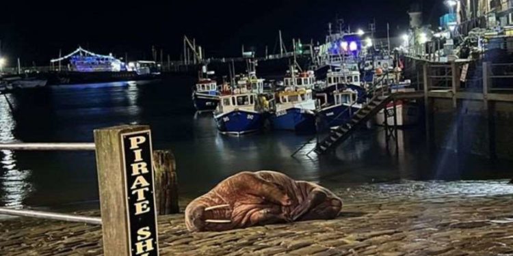 ინგლისის ერთ-ერთ ქალაქში საახალწლო ფოიერვერკი ლომვეშაპის გამო გააუქმეს