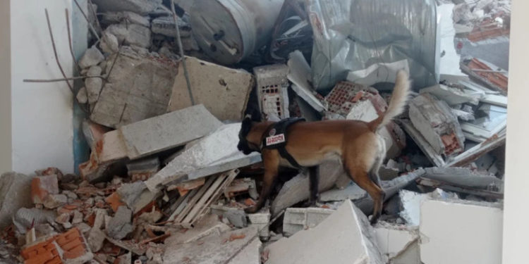 “აი, ასეთია ქართველი მაშველი-ძაღლი ტინტო, რომელმაც ნანგრევებში მოყოლილ ცოცხალ მოქალაქეს მიაგნო” – რა ფოტოს აქვეყნებს გიორგი თუხარელი?