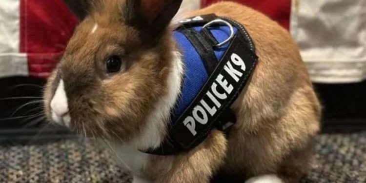 აშშ-ში, კალიფორნიის პოლიციაში ბოცვერი დაასაქმეს 🐇