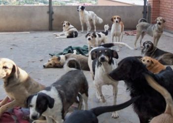 თბილისში 150 მიუსაფარ ძაღლზე გათვლილი ახალი თავშესაფარი აშენდება – მერია