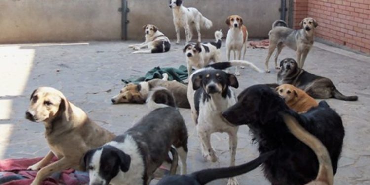 თბილისში 150 მიუსაფარ ძაღლზე გათვლილი ახალი თავშესაფარი აშენდება – მერია