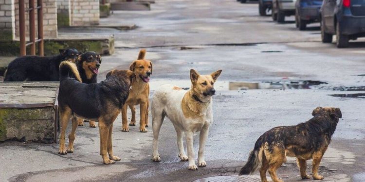 “ძალიან მაღალი სანქციები დაუწესდება მათ, ვინც ძაღლს ქუჩაში გააგდებს” – რა ცვლილებები შედის კანონში?