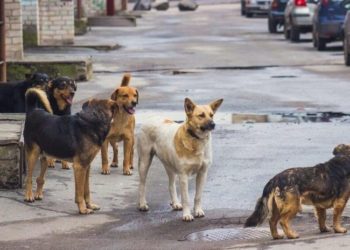 მარტვილში უპატრონო ძაღლმა 10-მდე ადამიანი დაკბინა