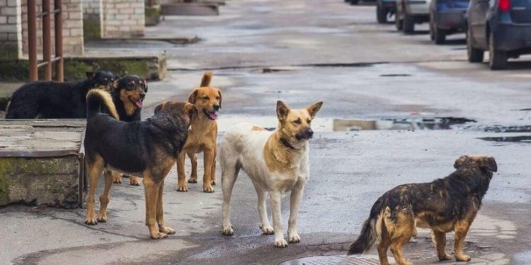 მარტვილში უპატრონო ძაღლმა 10-მდე ადამიანი დაკბინა