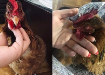 „ნარკოზიდან გამოვიდა, ყველაფერი კარგად არის“ – სამტრედიიდან ჩამოყვანილ ქათამს ოპერაცია გაუკეთეს