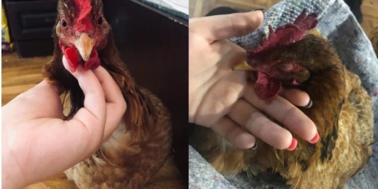 „ნარკოზიდან გამოვიდა, ყველაფერი კარგად არის“ – სამტრედიიდან ჩამოყვანილ ქათამს ოპერაცია გაუკეთეს