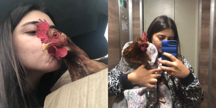 ქათამი, რომელსაც ოპერაცია გაუკეთდა, მოკვდა