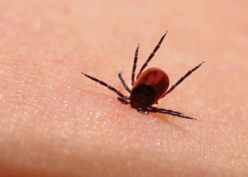 სამცხე–ჯავახეთის სოფლებში ყირიმ–კონგოს შემთხვევები გამოვლინდა