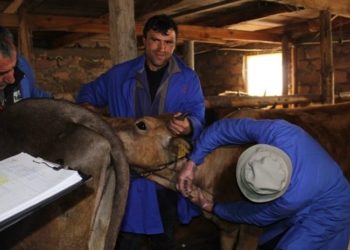 ახალციხეში 11 წლის ბავშვი ბრუცელოზით დაავადდა