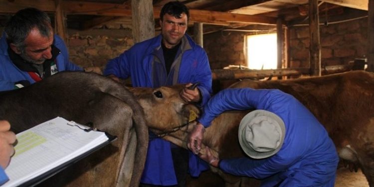 ახალციხეში 11 წლის ბავშვი ბრუცელოზით დაავადდა