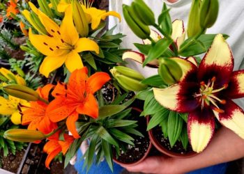 „მამოძრავებელია მიწასთან მუშაობის ხიბლი და ის სილამაზეც, რაც შედეგად მიიღება“ – სათბური ყვავილებით დაინტერესებულთათვის