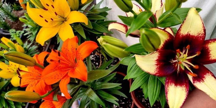 „მამოძრავებელია მიწასთან მუშაობის ხიბლი და ის სილამაზეც, რაც შედეგად მიიღება“ – სათბური ყვავილებით დაინტერესებულთათვის