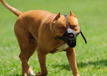 საბელის ან ალიკაპის გარეშე ძაღლის ღია სივრცეში გაყვანაზე ჯარიმა 150 ლარამდე გაიზარდა