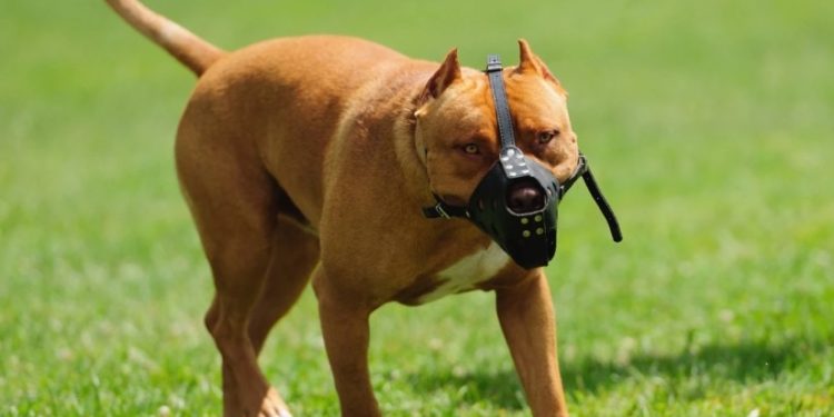 საბელის ან ალიკაპის გარეშე ძაღლის ღია სივრცეში გაყვანაზე ჯარიმა 150 ლარამდე გაიზარდა