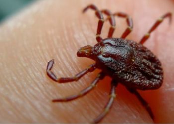 ახალციხეში ყირიმ–კონგოს ცხელებით ექიმი გარდაიცვალა