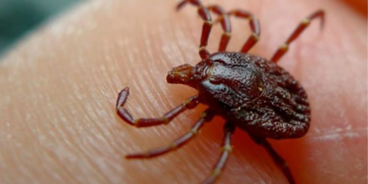 ახალციხეში ყირიმ–კონგოს ცხელებით ექიმი გარდაიცვალა