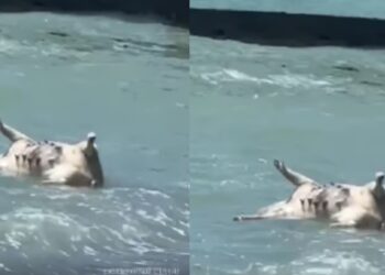 კატასტროფა შავ ზღვაში – კახოვკის ჰესის აფეთქების შემდეგ, სოხუმში დახოცილი ცხოველების ლეში გამორიყა